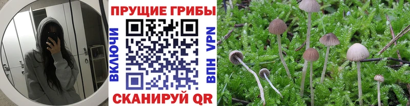 Галлюциногенные грибы Psilocybine cubensis Кодинск